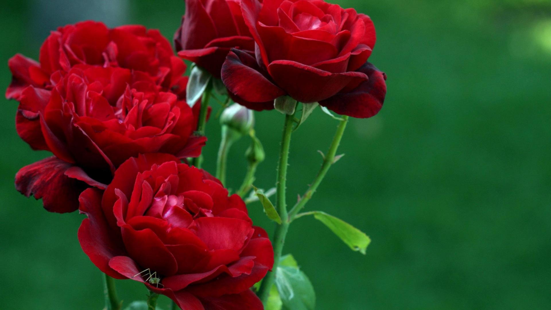 fond d'écran gulab ka phool,fleur,roses de jardin,plante à fleurs,pétale,rouge