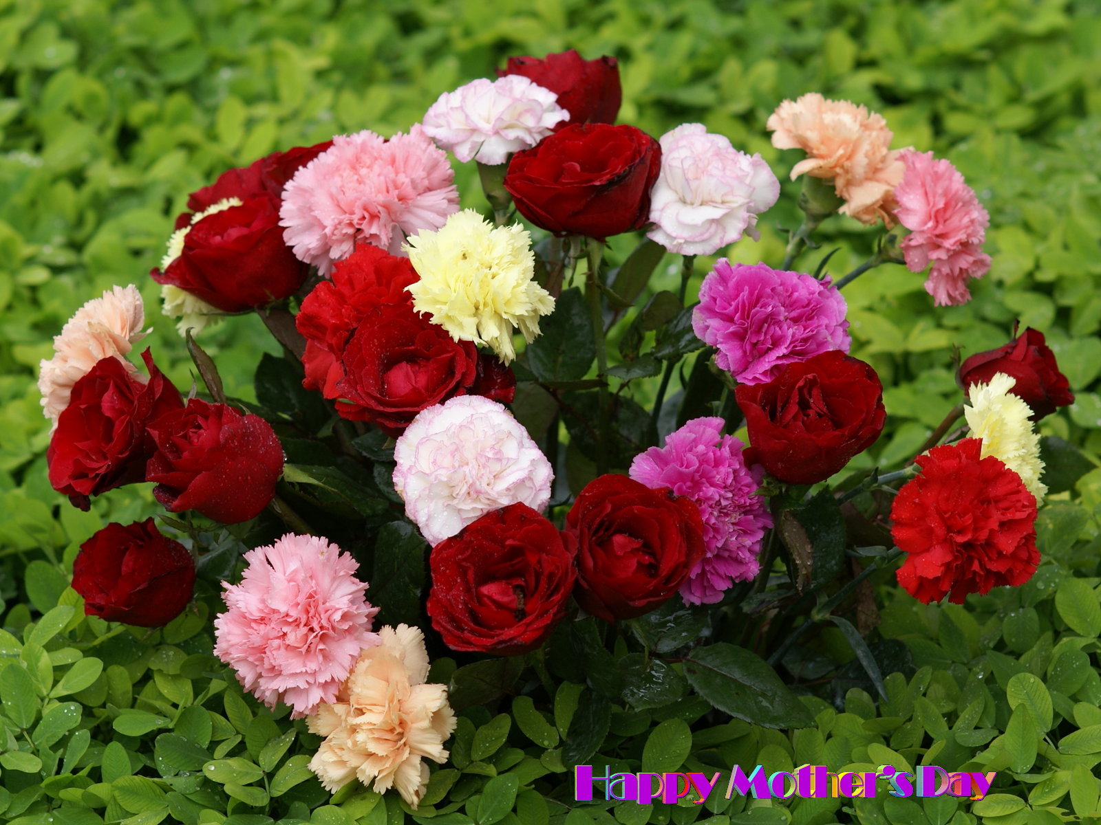 fond d'écran gulab ka phool,fleur,plante à fleurs,roses de jardin,julia enfant rose,floribunda