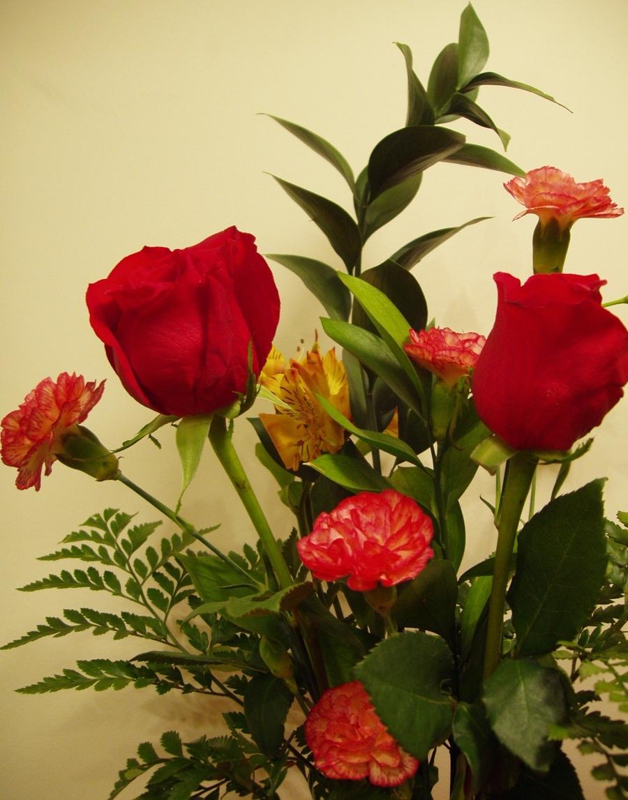 fond d'écran gulab ka phool,fleur,plante à fleurs,rouge,pétale,plante