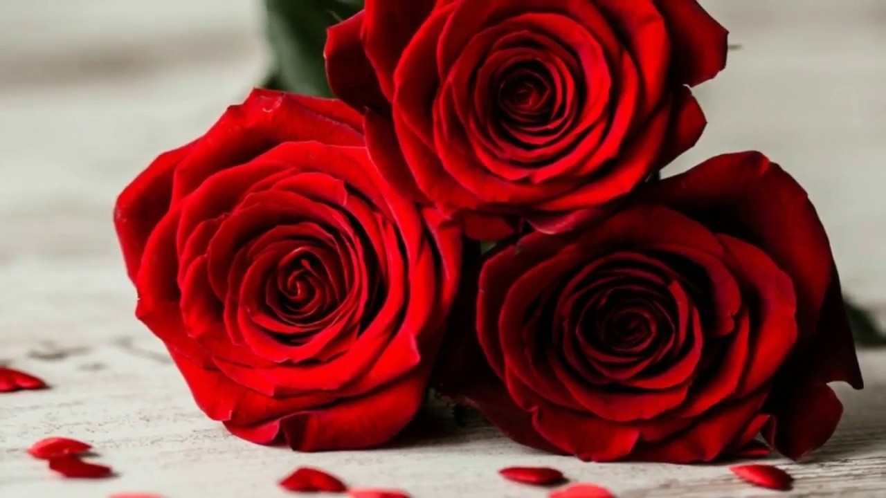 fond d'écran gulab ka phool,fleur,rose,roses de jardin,rouge,pétale
