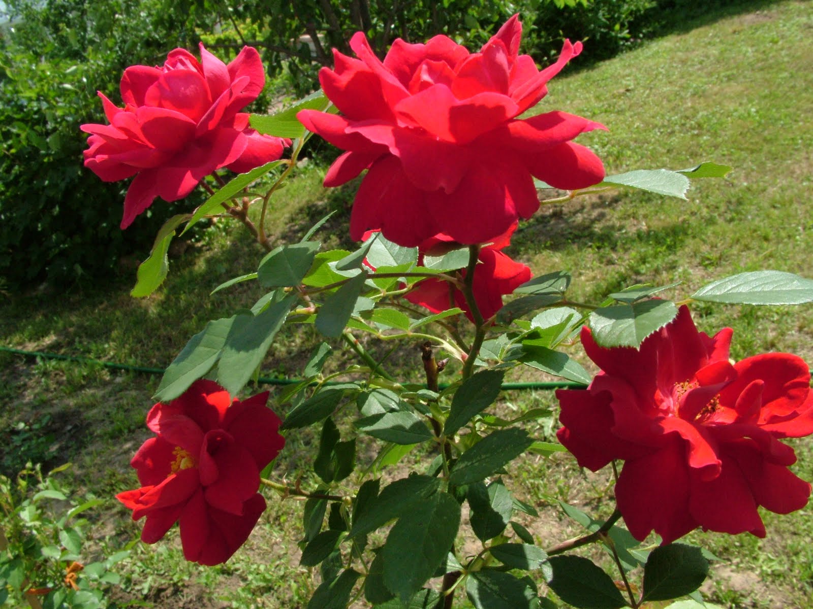 carta da parati gulab ka phool,fiore,pianta fiorita,petalo,pianta,rosso