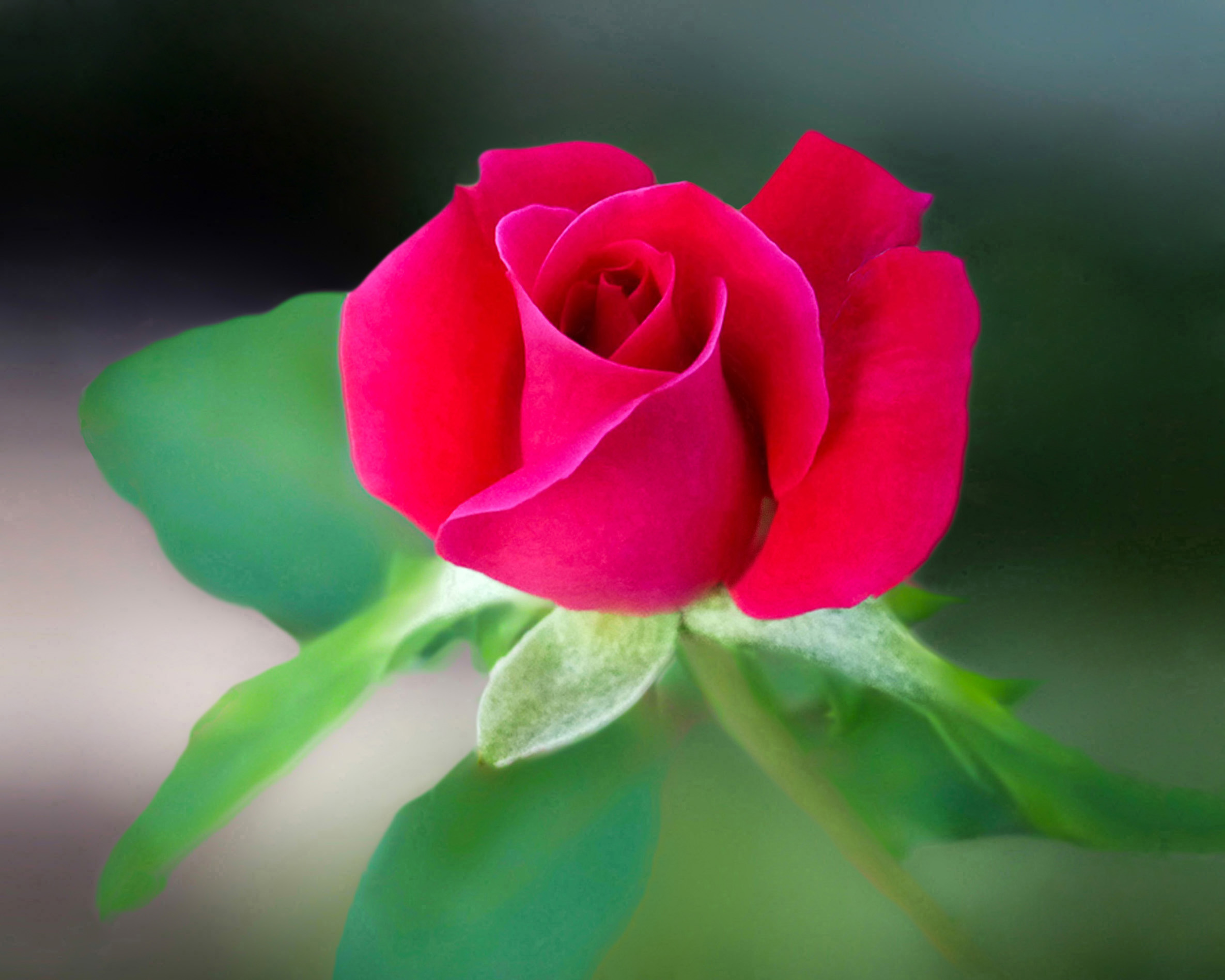 gulab ka phool fondo de pantalla,flor,planta floreciendo,pétalo,rosas de jardín,rosado