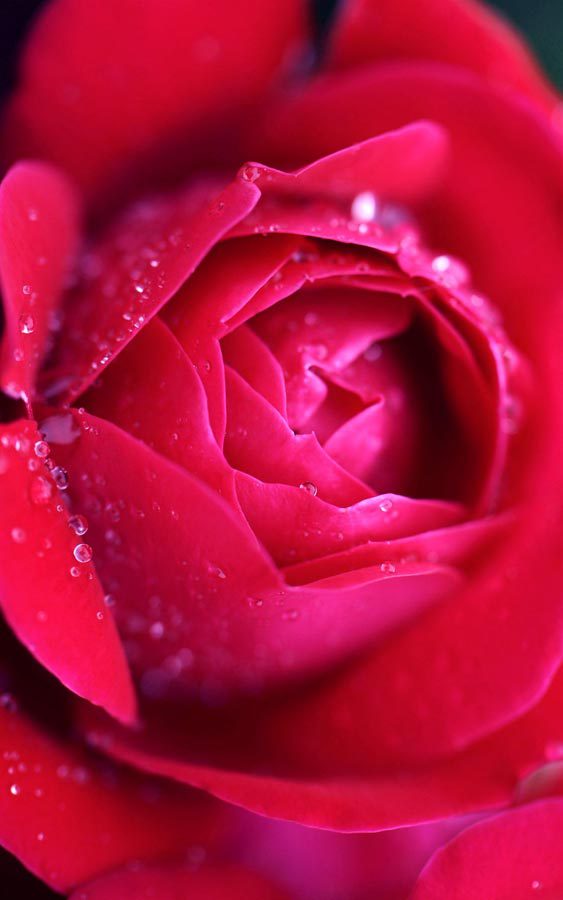굴랩 카 풀 벽지,장미,정원 장미,꽃잎,빨간,분홍