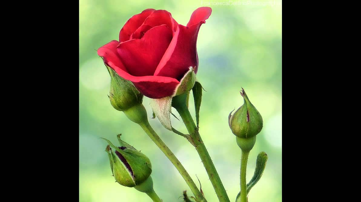 gulab ka phool fondo de pantalla,flor,planta floreciendo,pétalo,rosas de jardín,brote