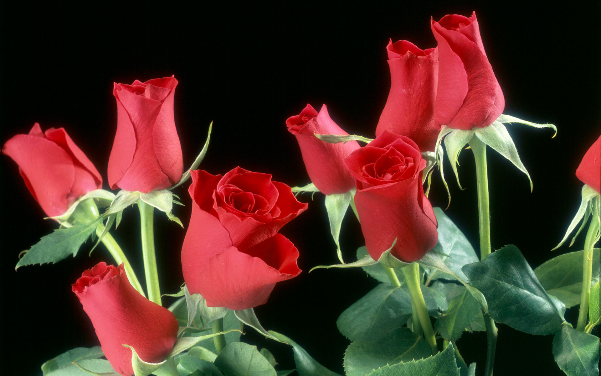 fond d'écran gulab ka phool,fleur,plante à fleurs,roses de jardin,pétale,rouge