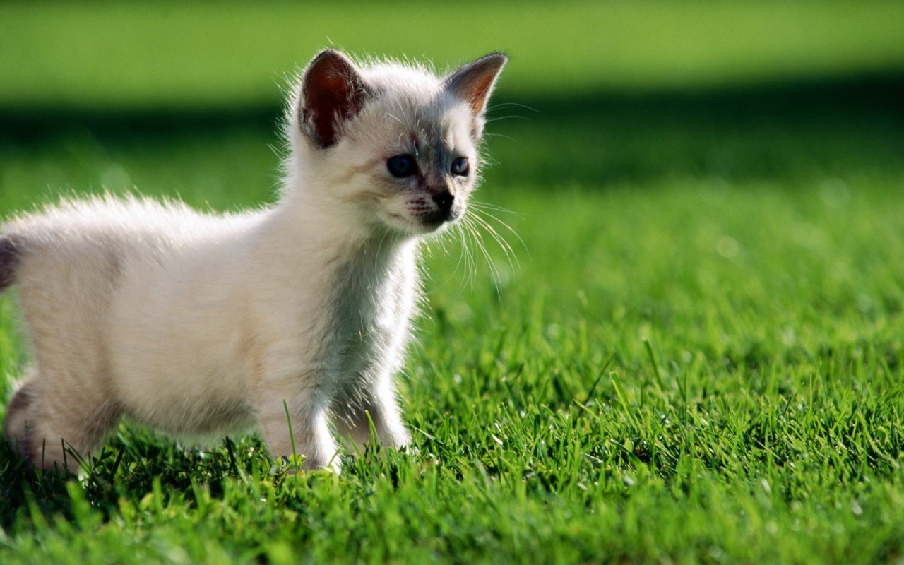 fond d'écran mignon,chat,félidés,chats de petite à moyenne taille,herbe,moustaches