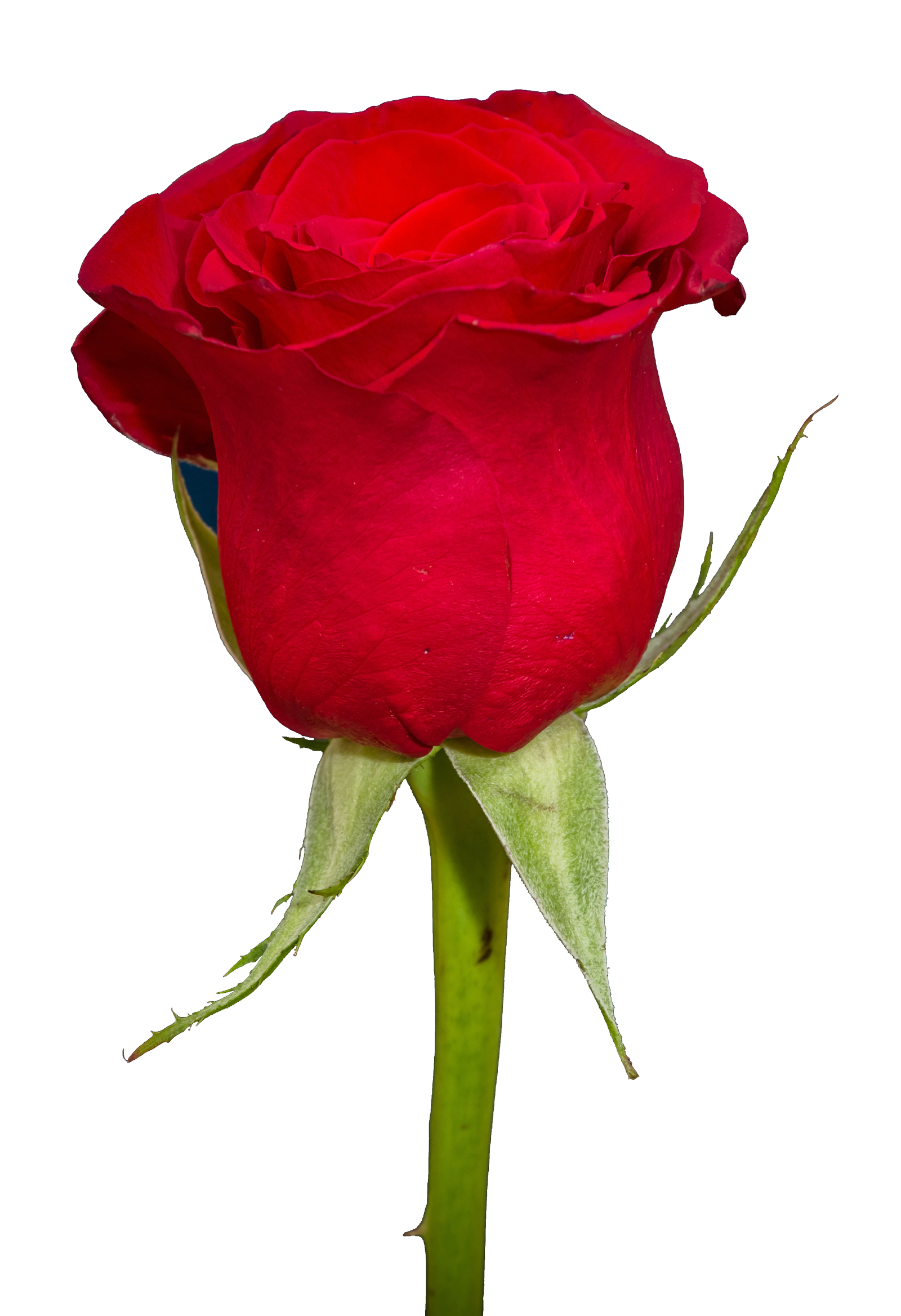 fond d'écran gulab ka phool,roses de jardin,pétale,rouge,rose,rose