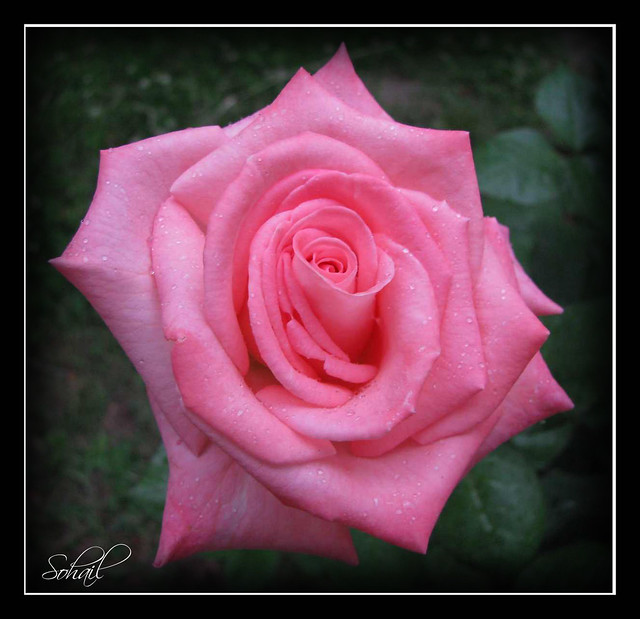 gulab ka phool fondo de pantalla,flor,rosas de jardín,planta floreciendo,pétalo,rosado