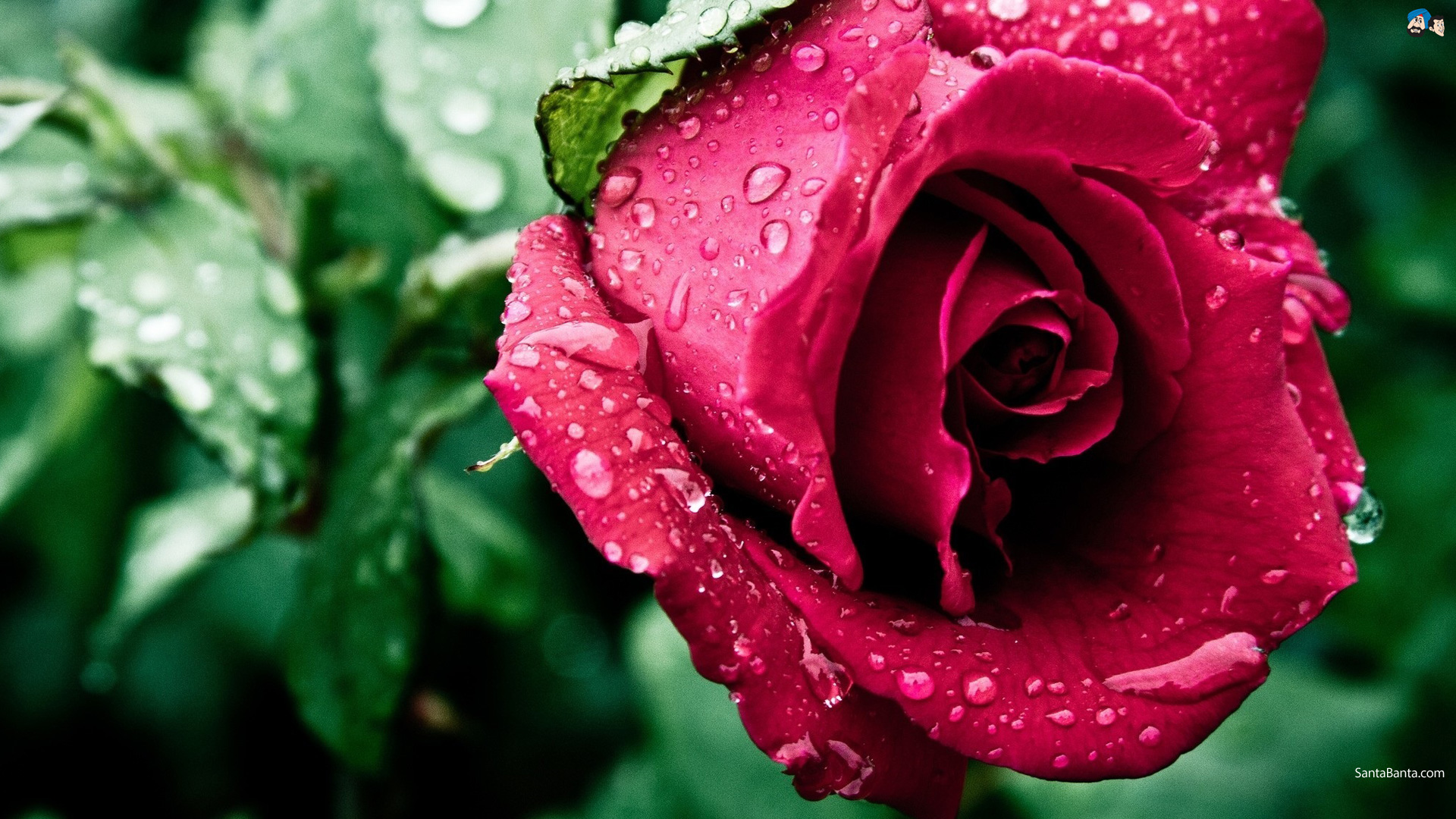 carta da parati gulab ka phool,rose da giardino,petalo,fiore,rosso,acqua