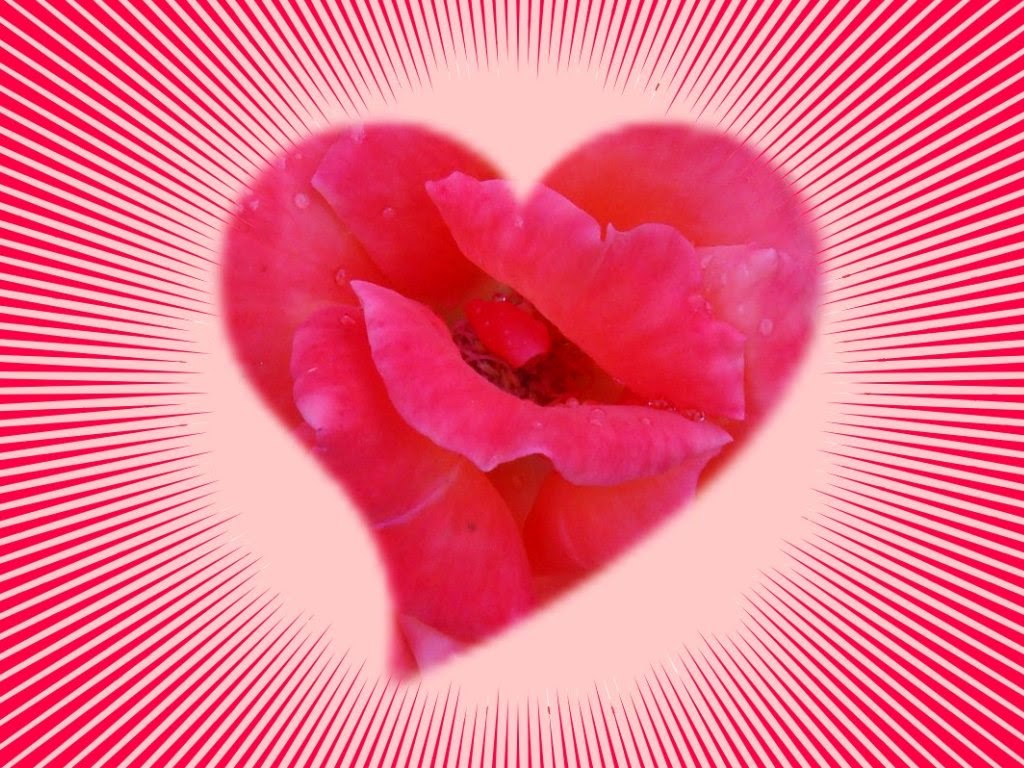 gulab ka phool壁紙,ピンク,花弁,赤,心臓,愛