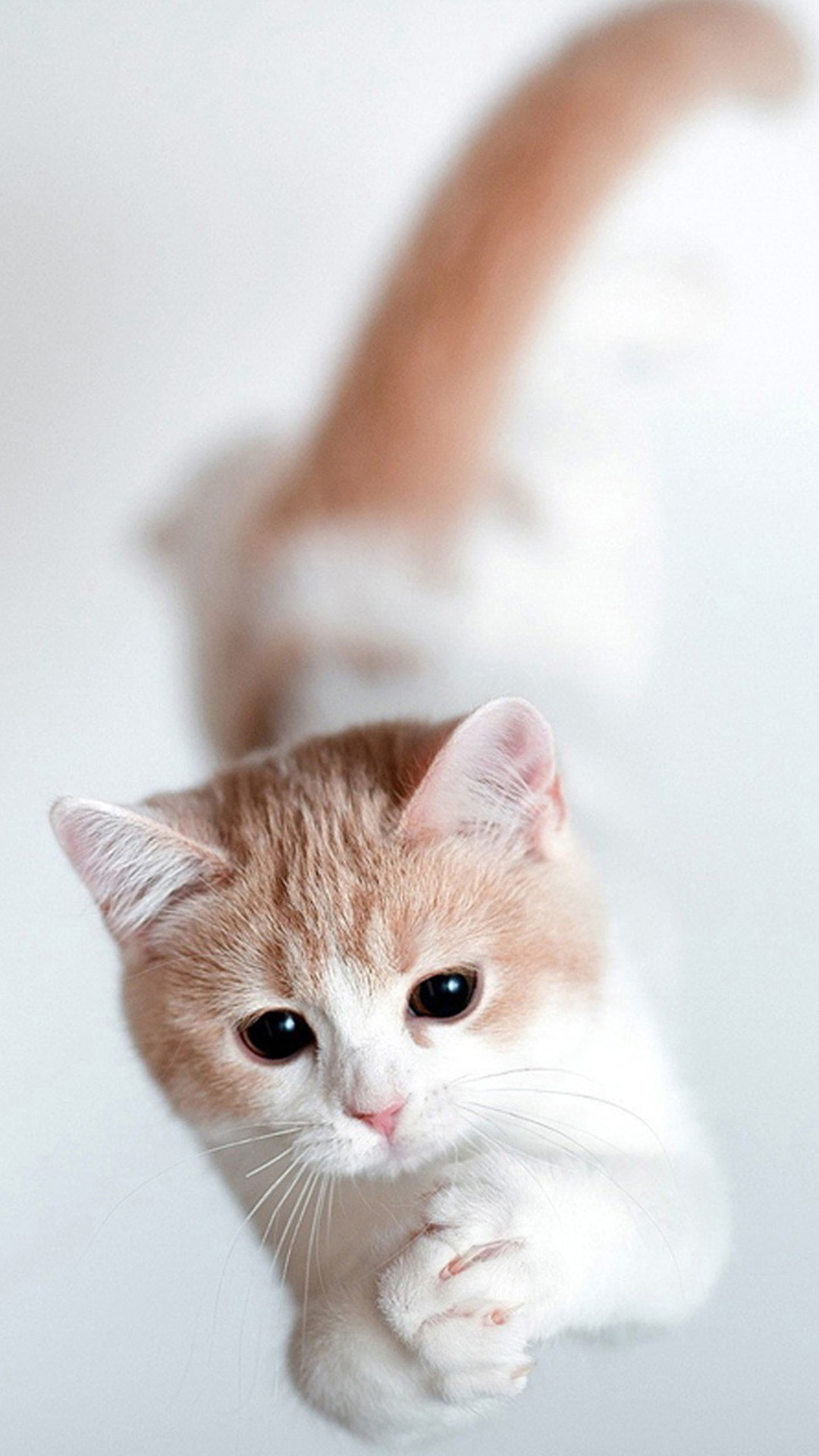 cute desktop wallpaper,cat,mammal,small to medium sized cats,felidae,whiskers