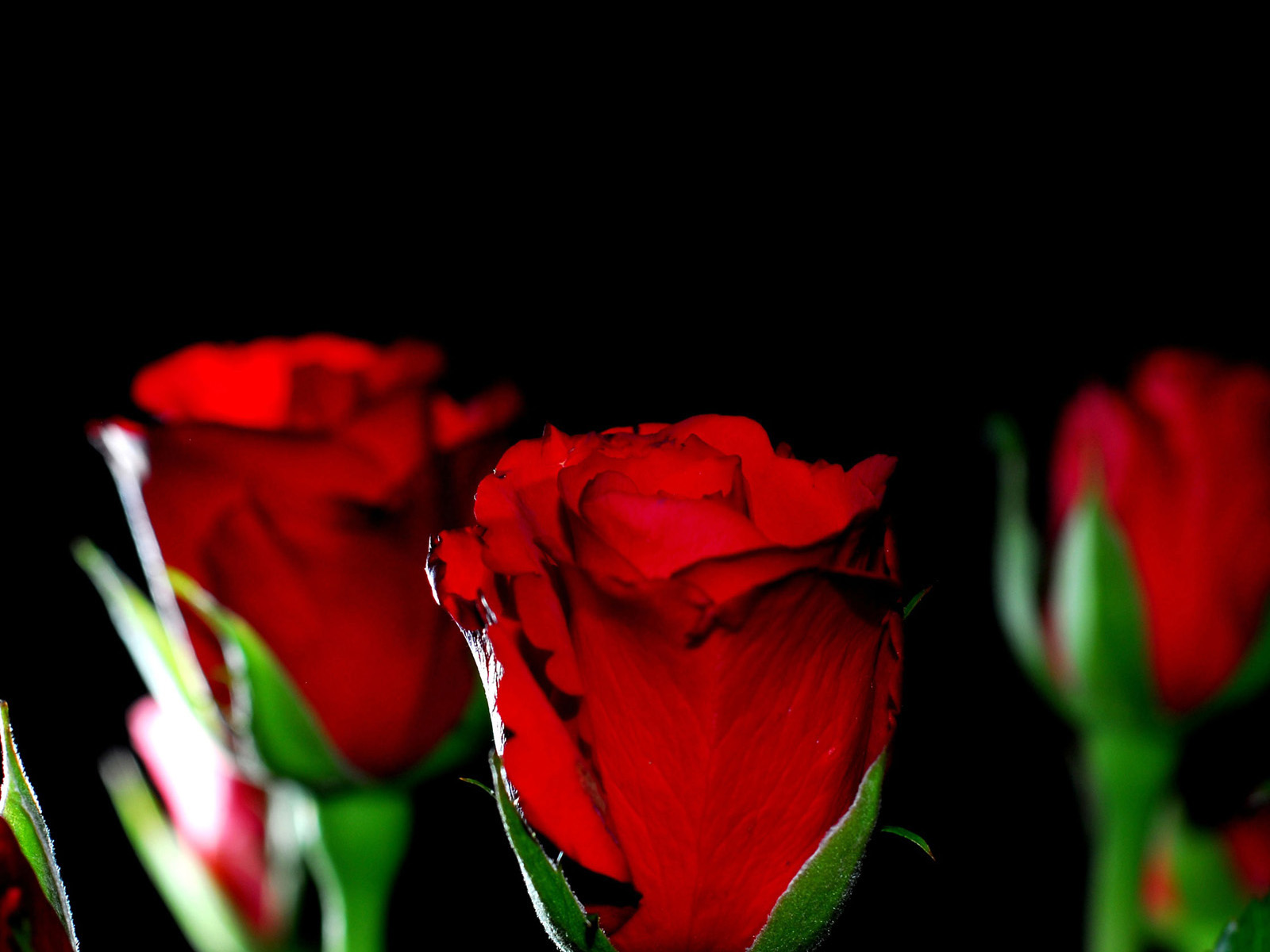 gulab ka phool fondo de pantalla,flor,planta floreciendo,rosas de jardín,pétalo,rojo