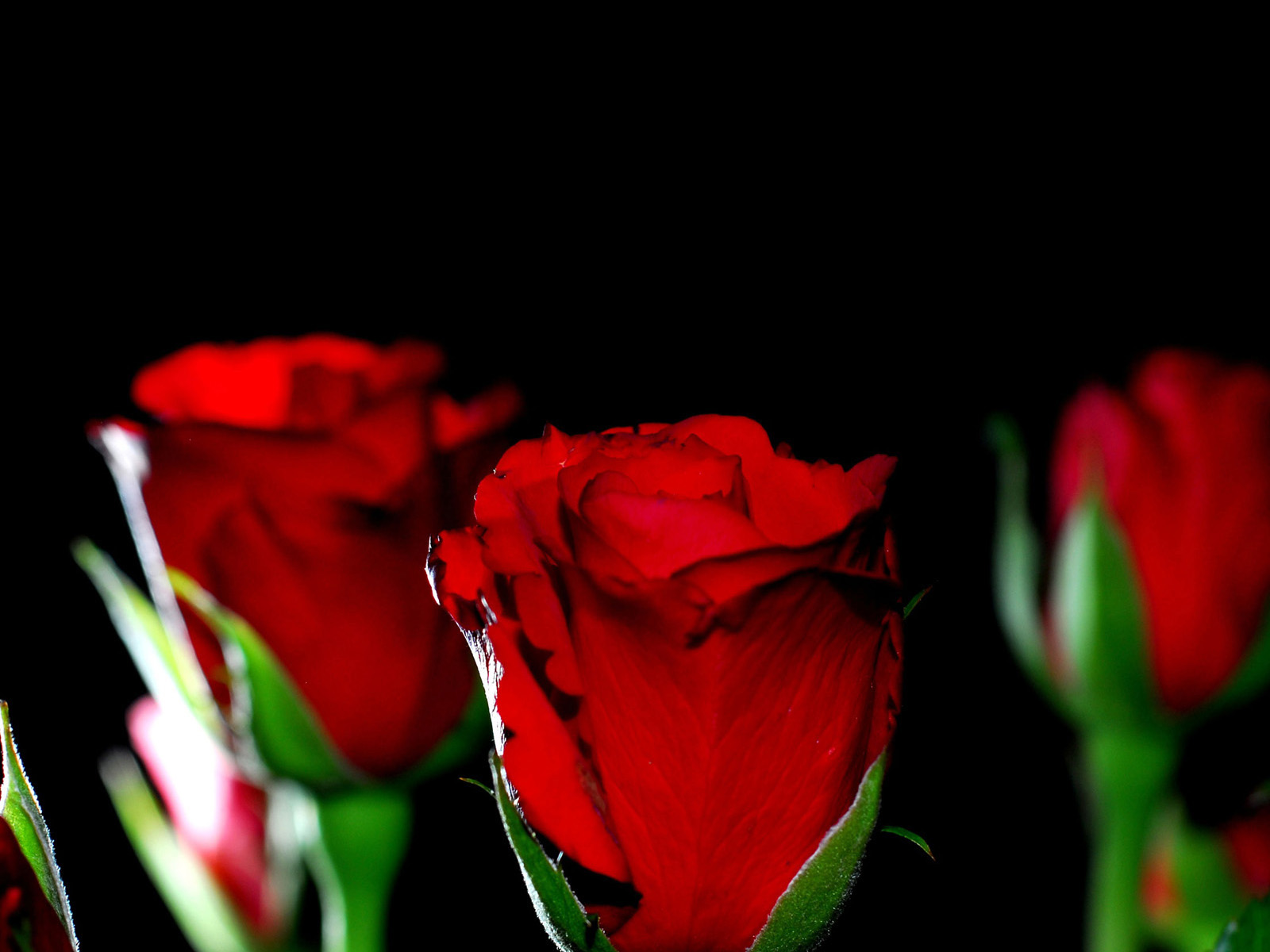 fond d'écran gulab ka phool,fleur,plante à fleurs,roses de jardin,pétale,rouge