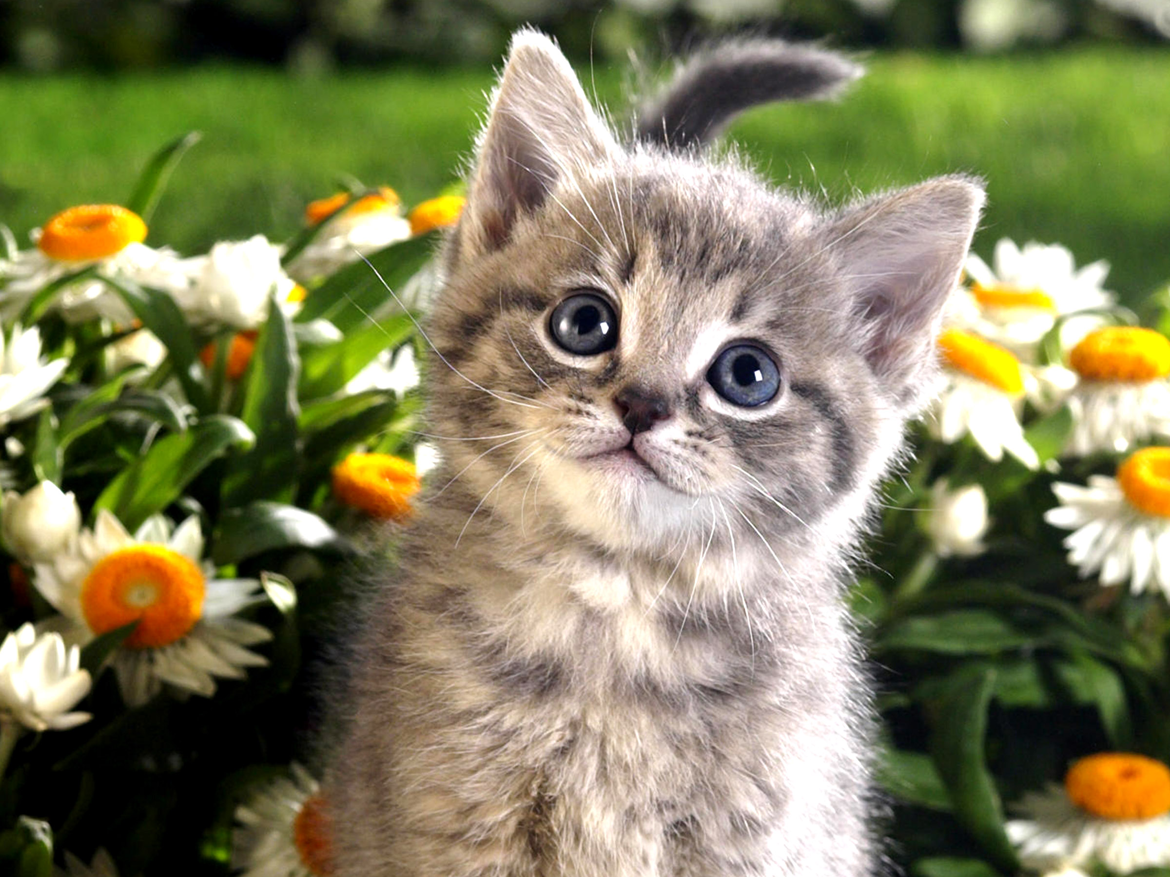 fond d'écran mignon,chat,chats de petite à moyenne taille,félidés,moustaches,chaton