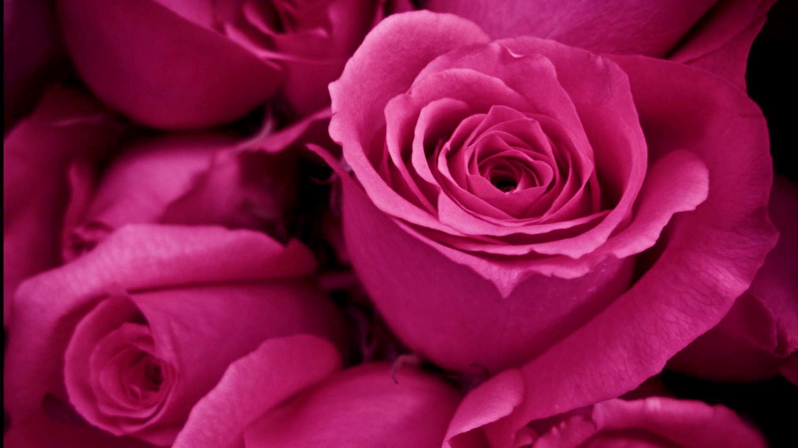gulab ka phool wallpaper,flower,garden roses,flowering plant,petal,pink