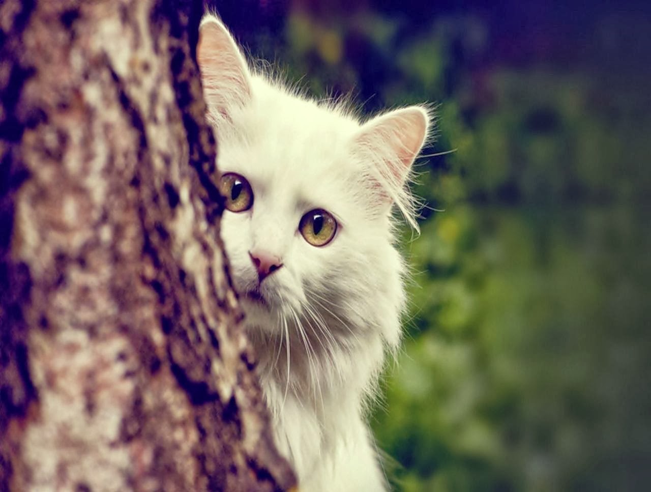 fond d'écran mignon,chat,chats de petite à moyenne taille,moustaches,félidés,angora turc