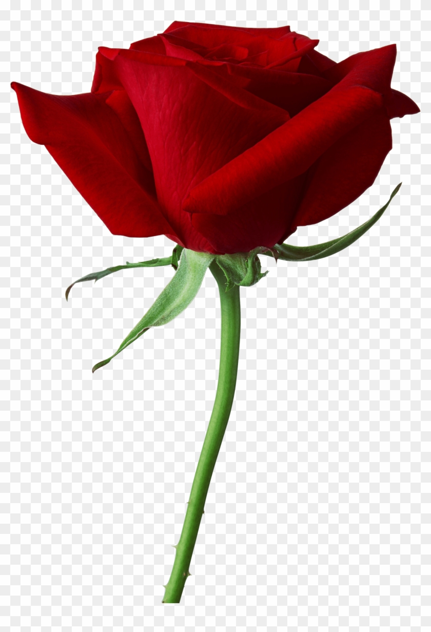 carta da parati gulab ka phool,fiore,pianta fiorita,rosa,rosso,rose da giardino