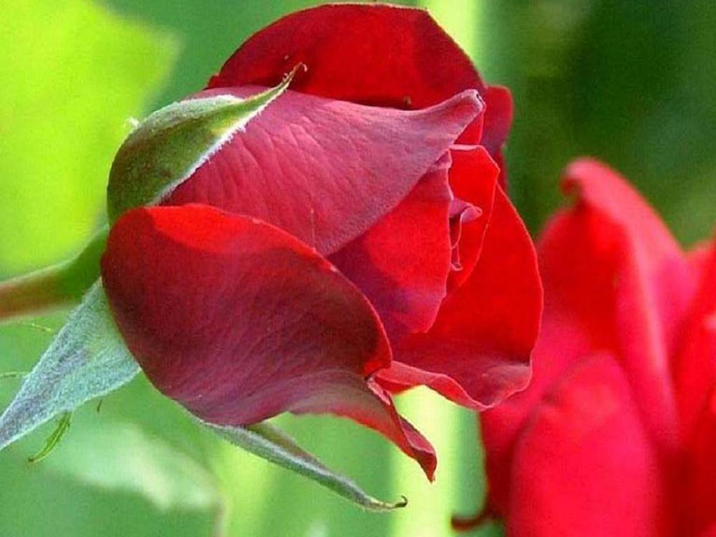 carta da parati gulab ka phool,fiore,pianta fiorita,petalo,rosso,pianta