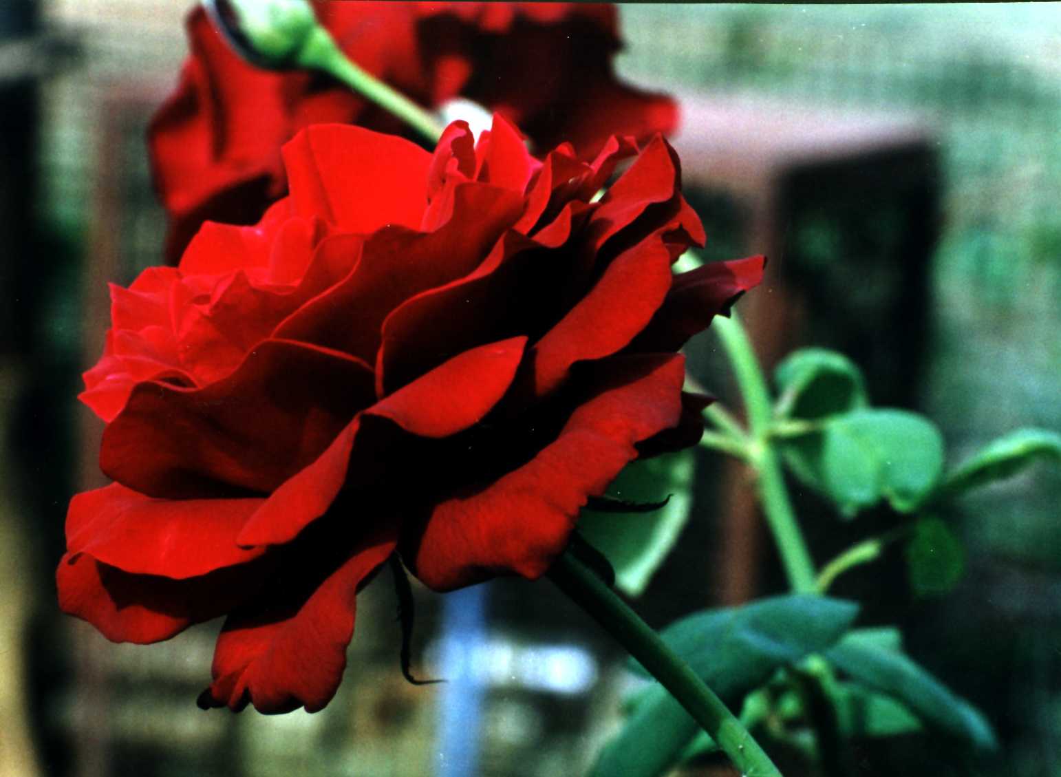 fond d'écran gulab ka phool,fleur,plante à fleurs,roses de jardin,rouge,pétale