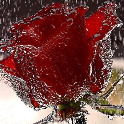 gulab ka phool wallpaper,red,flower,rose,plant,garden roses