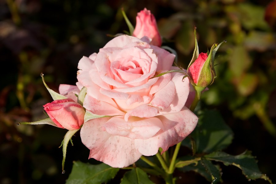 gulab ka phool fondo de pantalla,flor,planta floreciendo,julia niño rosa,rosas de jardín,pétalo
