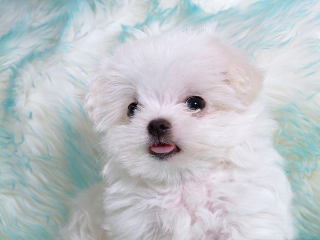 赤ちゃん動物の壁紙,犬,マルタ人,子犬,コンパニオンドッグ