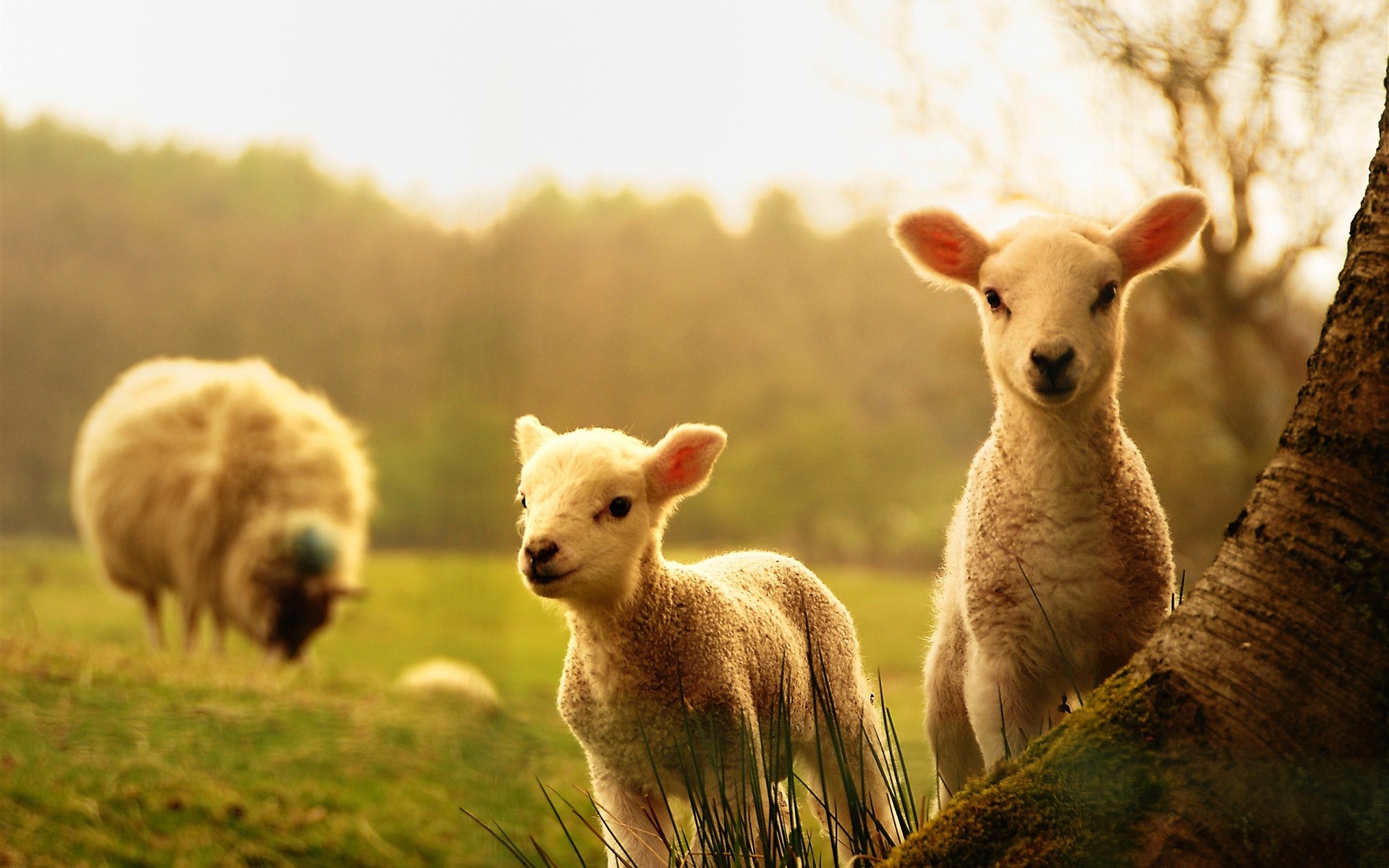 赤ちゃん動物の壁紙,羊,羊,自然,自然の風景,陸生動物