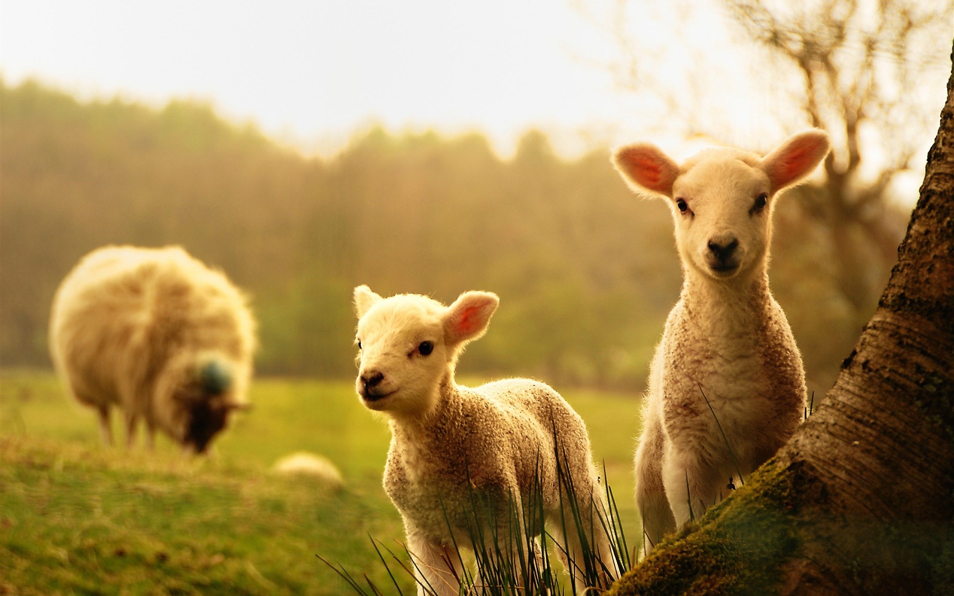 baby animal wallpaper,sheep,vertebrate,mammal,sheep,nature