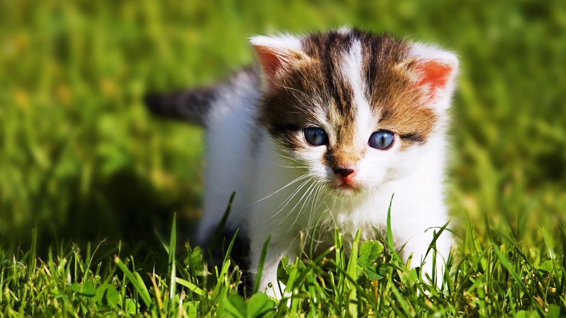 papier peint bébé animal,chat,chats de petite à moyenne taille,félidés,herbe,moustaches