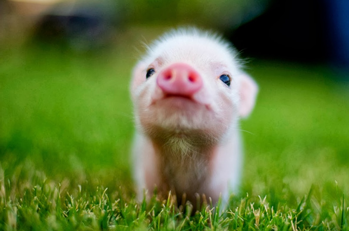 baby animal wallpaper,vertebrate,domestic pig,grass,suidae,nose