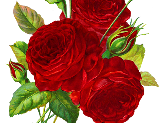 gulab ka phool wallpaper,flower,flowering plant,garden roses,red,plant