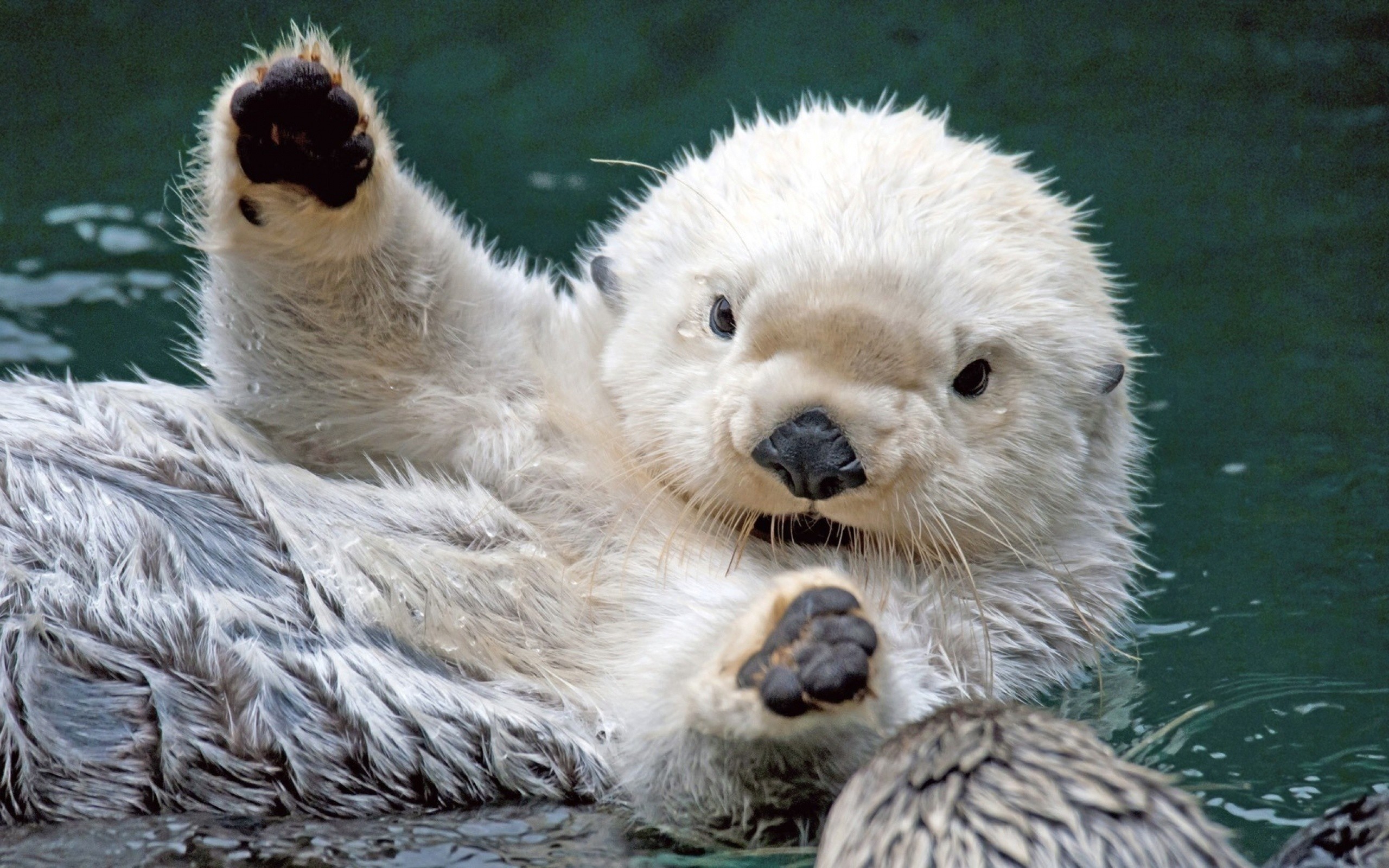 baby animal wallpaper,mammal,vertebrate,otter,terrestrial animal,marine mammal