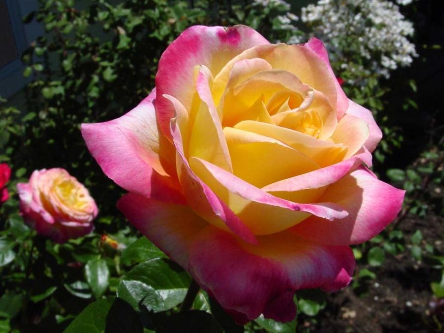 gulab ka phool fondo de pantalla,flor,rosa,rosas de jardín,planta floreciendo,julia niño rosa