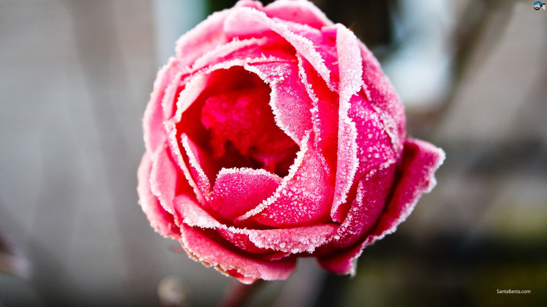 gulab ka phool fondo de pantalla,flor,planta floreciendo,rosas de jardín,rosado,pétalo