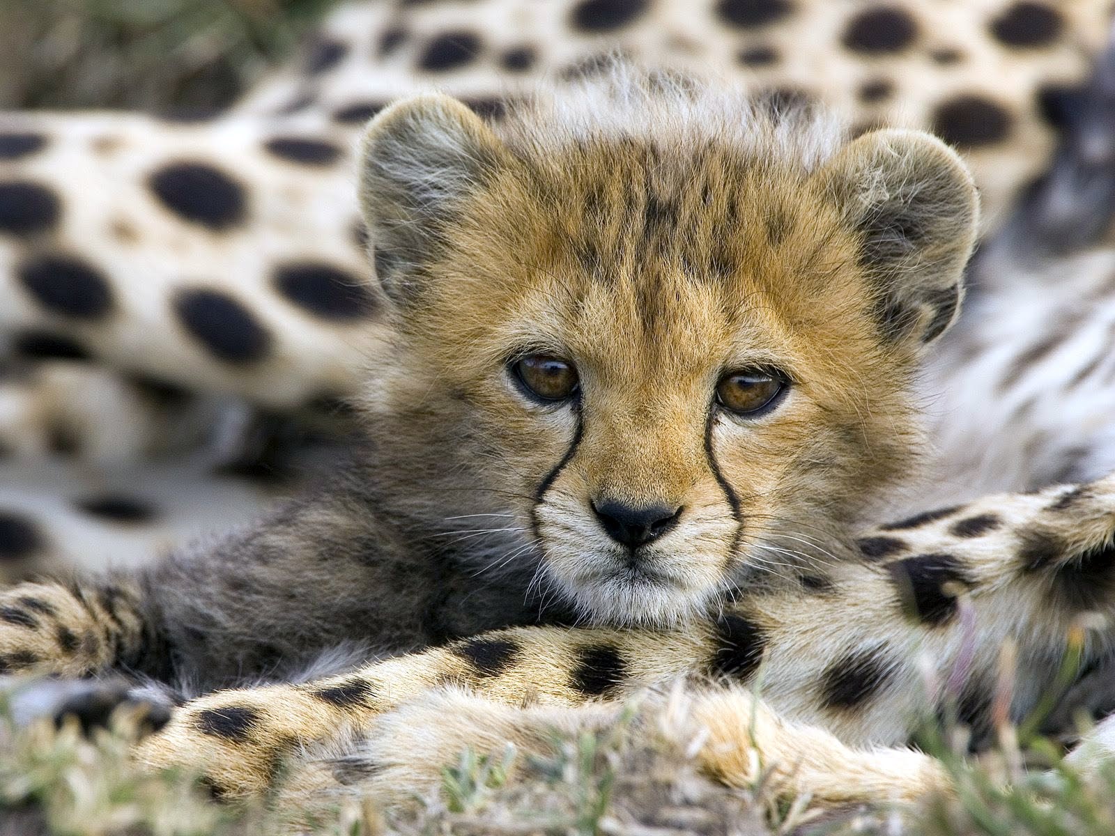 baby animal wallpaper,terrestrial animal,cheetah,mammal,wildlife,vertebrate