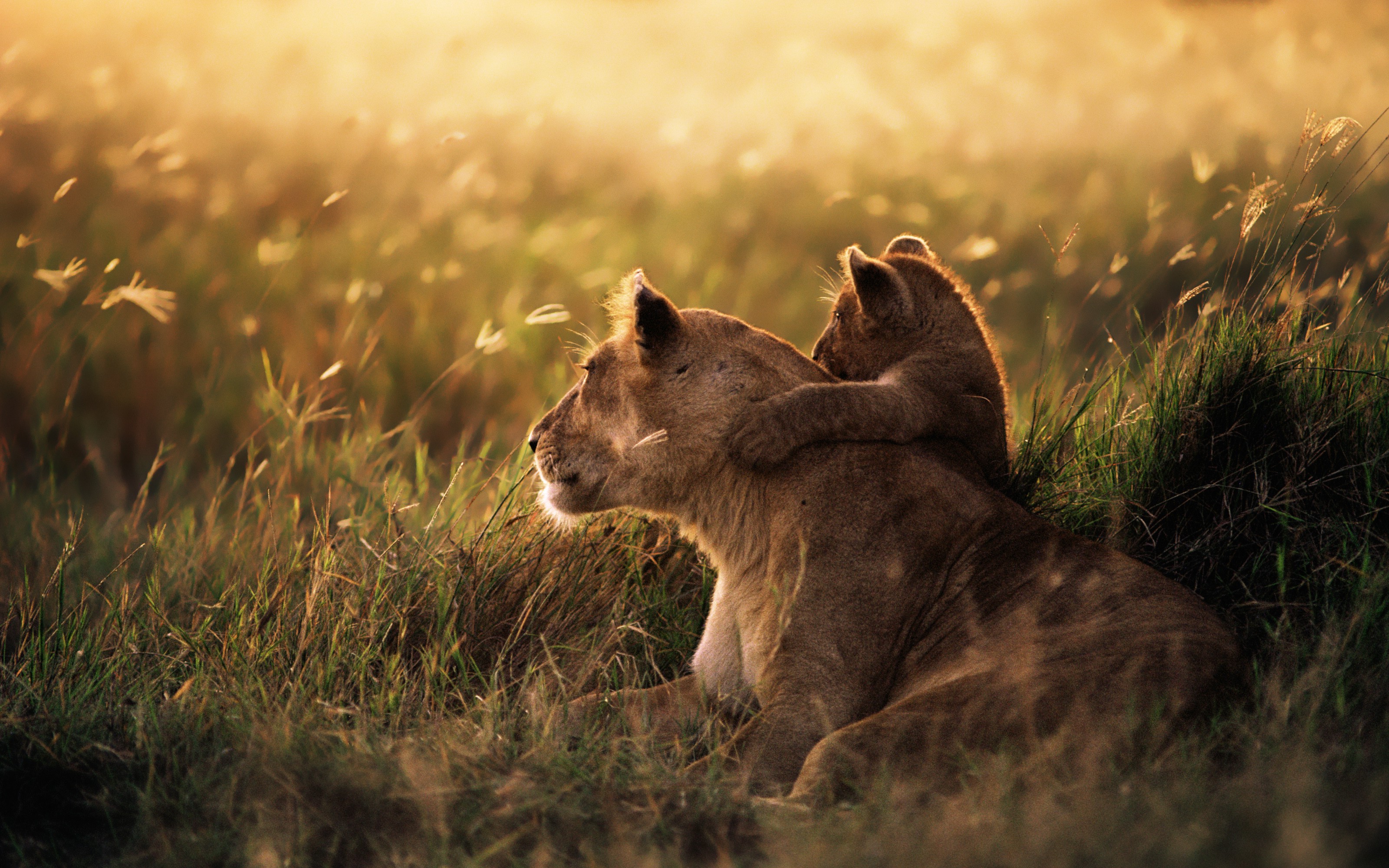 carta da parati animale bambino,natura,leone,felidae,animale terrestre,grandi gatti