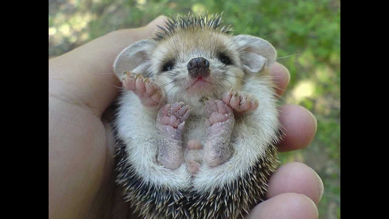 baby animal wallpaper,mammal,vertebrate,hedgehog,facial expression,erinaceidae