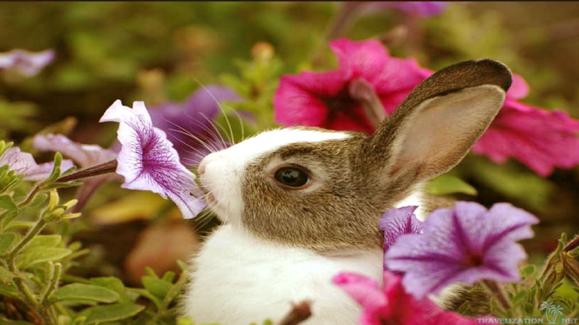 아기 동물 벽지,국내 토끼,토끼와 토끼,토끼,식물,주둥이