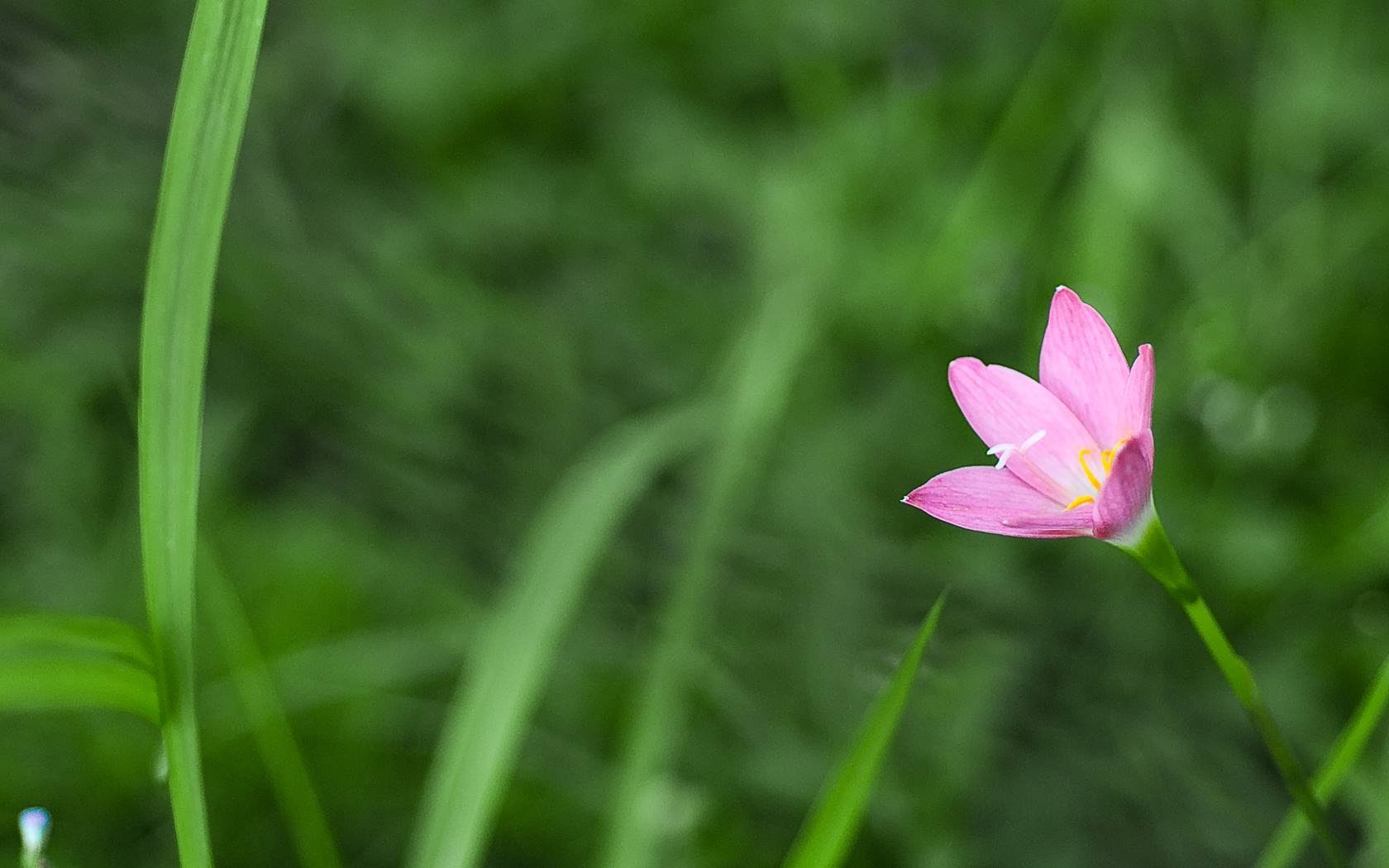 carta da parati gulab ka phool,pianta fiorita,fiore,petalo,verde,rosa