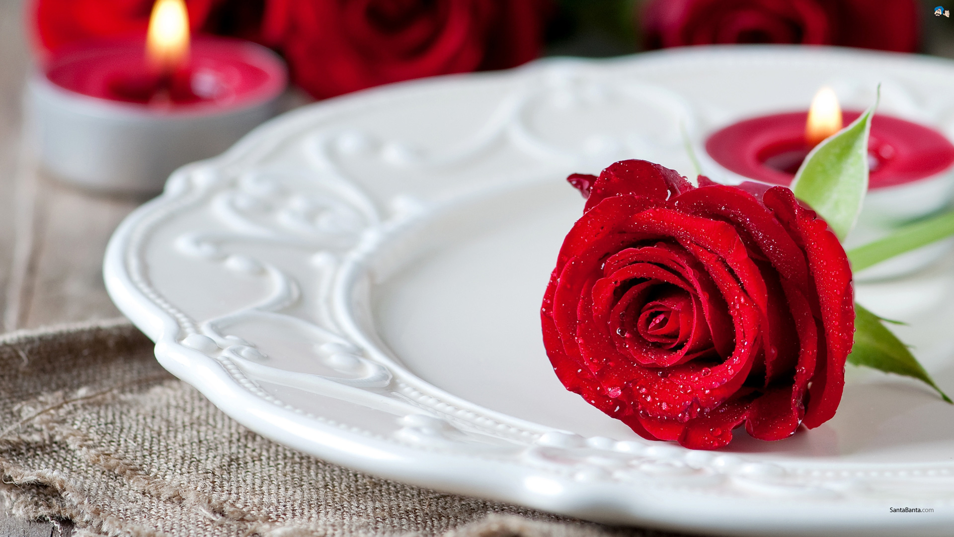 gulab ka phool wallpaper,red,rose,flower,food,plate