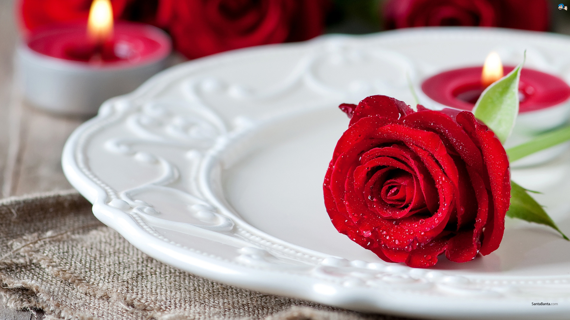 gulab ka phool tapete,rot,rose,blume,essen,teller