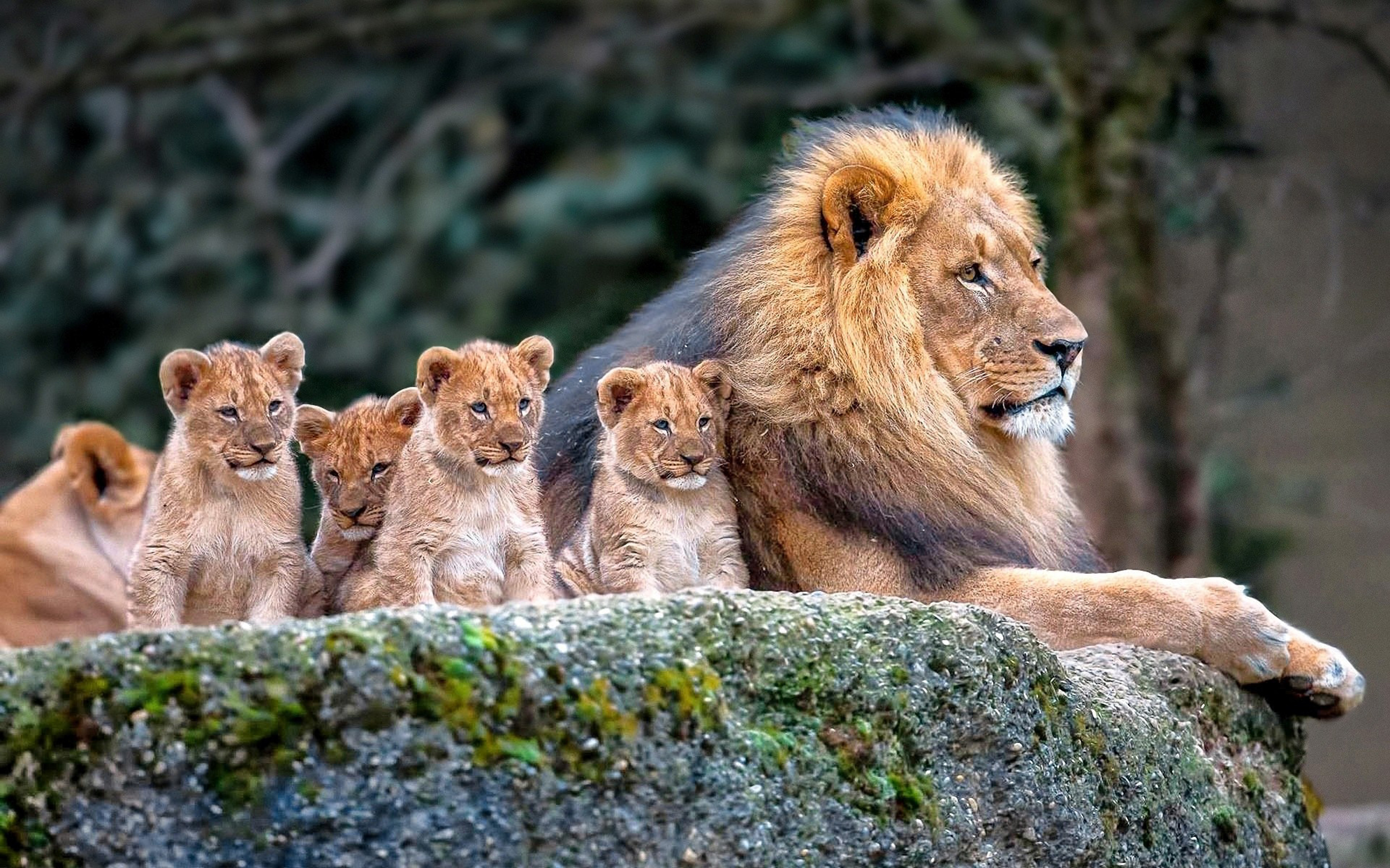papier peint bébé animal,faune,lion,animal terrestre,félidés,gros chats