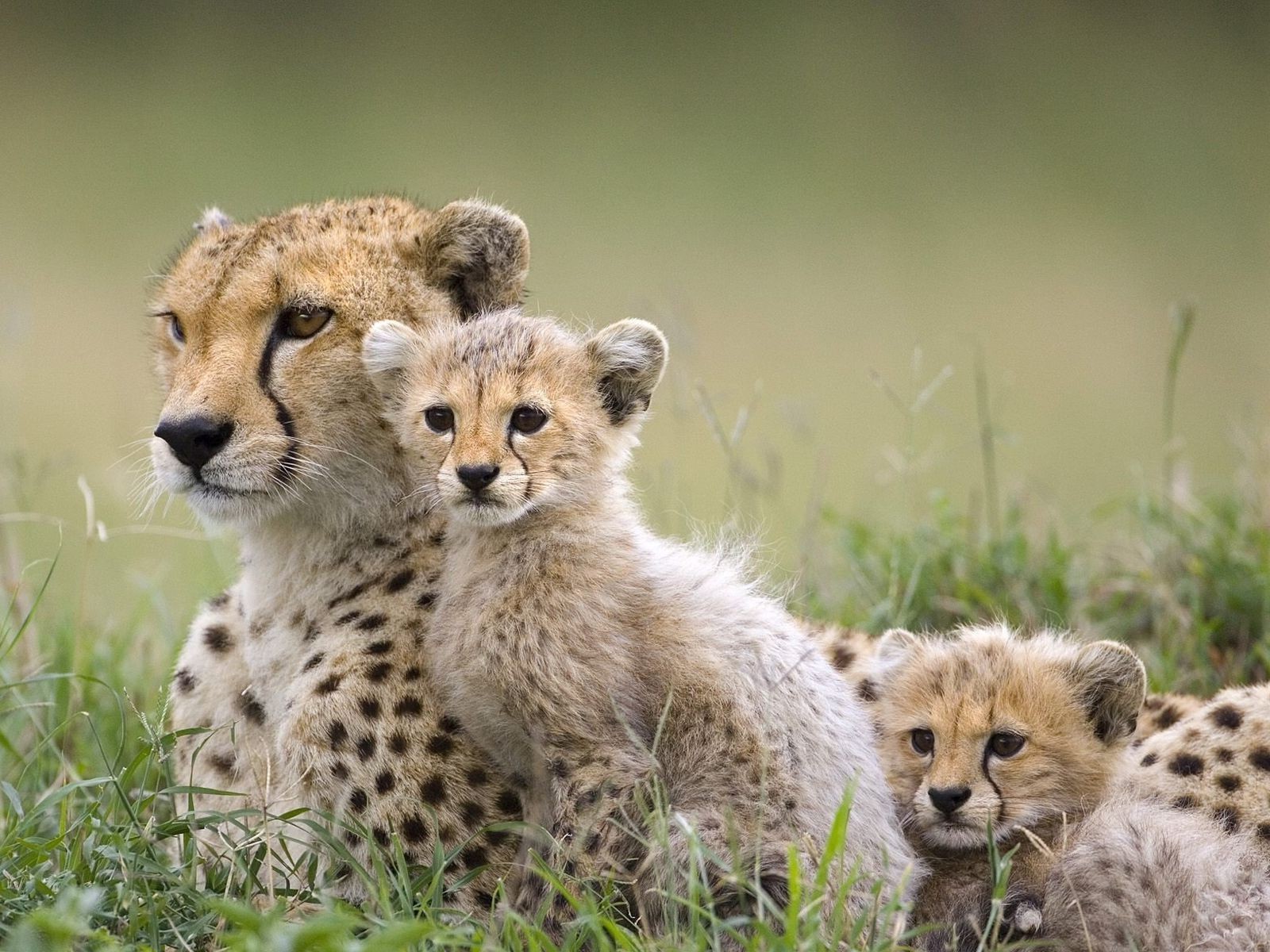 baby animal wallpaper,terrestrial animal,cheetah,mammal,wildlife,vertebrate