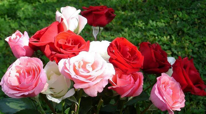 gulab ka phool fondo de pantalla,flor,rosa,rosas de jardín,planta floreciendo,julia niño rosa