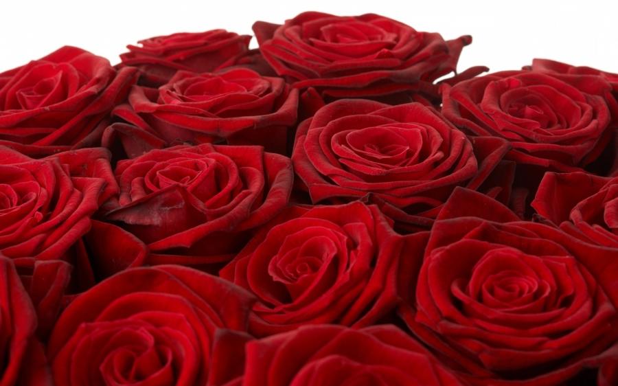 gulab ka phool壁紙,花,ローズ,庭のバラ,開花植物,赤