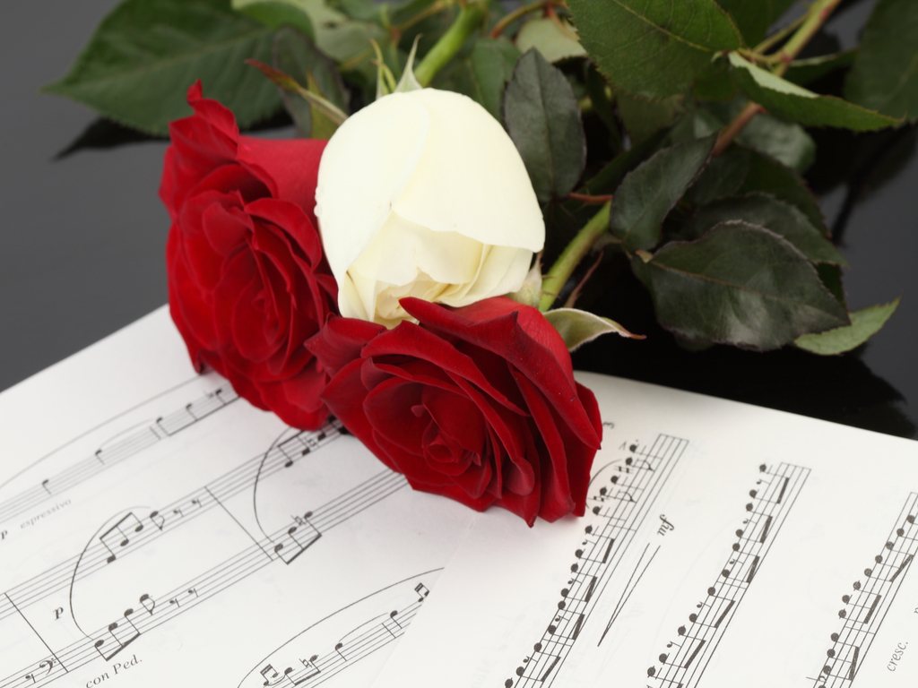 fond d'écran gulab ka phool,fleur,rouge,fleurs coupées,roses de jardin,plante