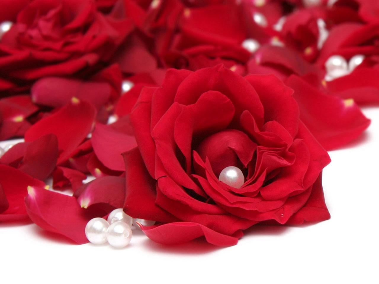 fond d'écran gulab ka phool,rouge,roses de jardin,fleur,pétale,rose