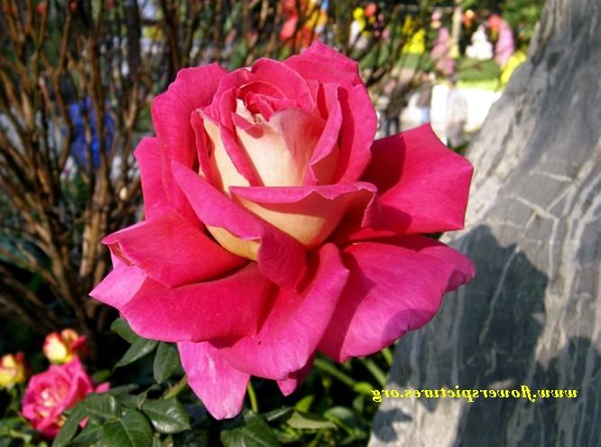 gulab ka phool wallpaper,flower,flowering plant,garden roses,rose,pink