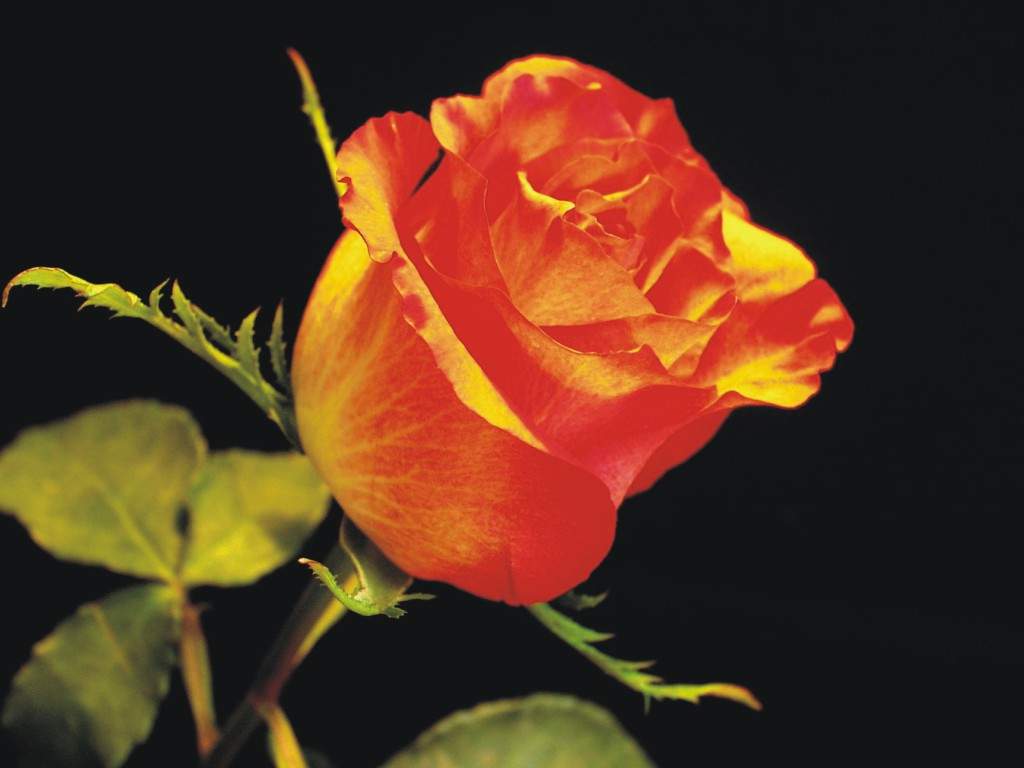 gulab ka phool fondo de pantalla,rosas de jardín,flor,naranja,pétalo,rosa