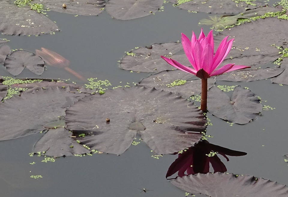 gulab ka phool wallpaper,flower,aquatic plant,lotus family,reflection,pink